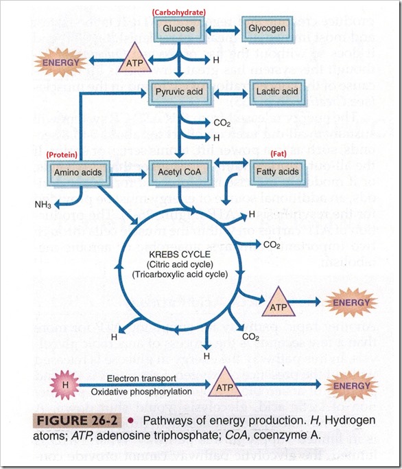 Pathways of energy production