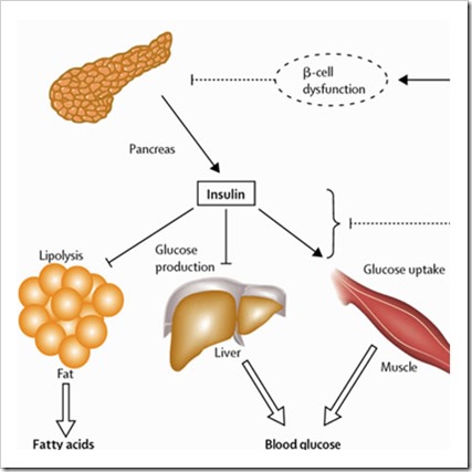 Insulin in the body